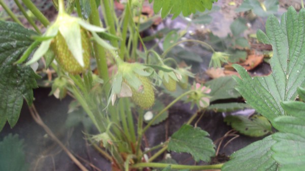 bientôt les fraises
