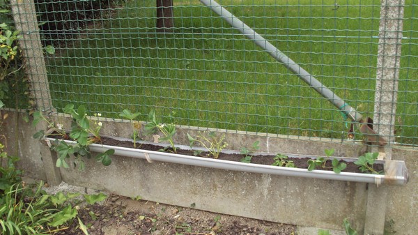 fraisiers en gouttière