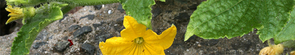 cornichon.jpg