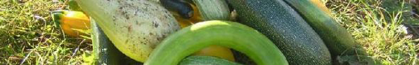 courgette.JPG