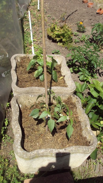 pims ext 020611.JPG