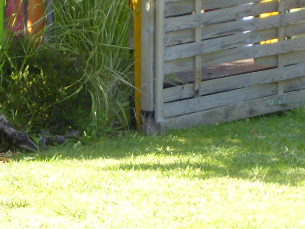 lapin.JPG