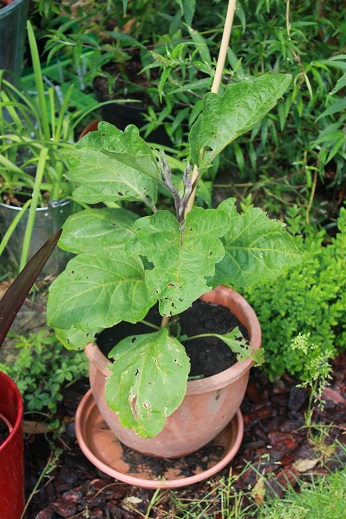 Aubergine pot 0606.JPG
