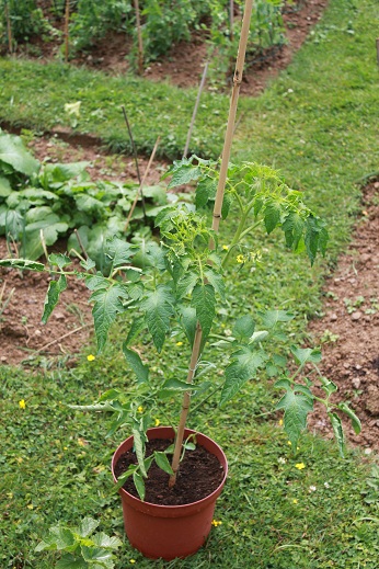 Grushovka pot 0606.JPG