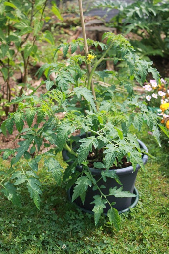 Quia de la Dong Pot 0606.JPG