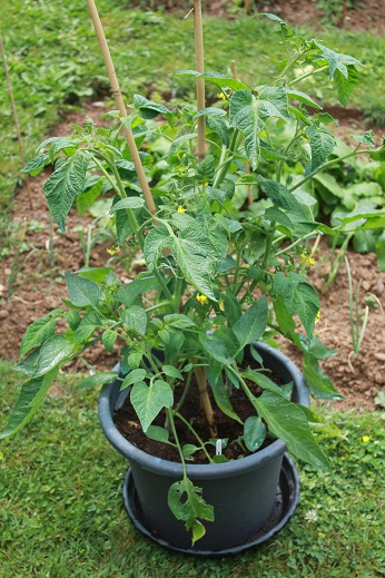 Stupice pot 0606.JPG