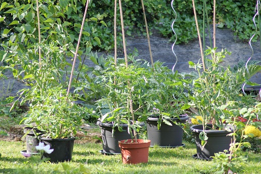 Tomates en pots 0306.JPG