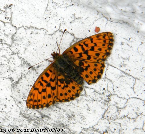 Papillon.jpg
