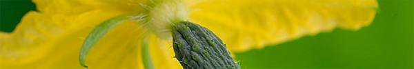concombre_fleur.jpg