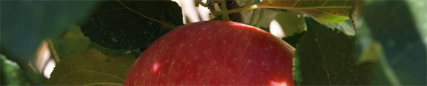pomme.jpg