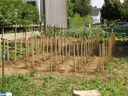LES TOMATES REPIQUEES PAR MA SUZANNE, TOUT EST MELANGE ON VERRA...