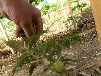 TOMATE OUI... MAISQUI ES-TU?