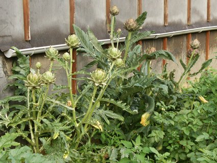 A GAUCHE GROS DE LAON , A DROITE VERTS DE PROVENCE