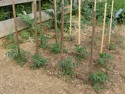 D'AUTRES PLANTS EN FLORAISON A L'ARRIERE DES TOMATES TOLSTOÏ, <br />EN TOUT 9 PLANTS D'ARTICHAUTS SUR 28 ONT SURVECU A L'HIVER 2010/2011