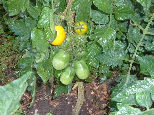 Sunbell