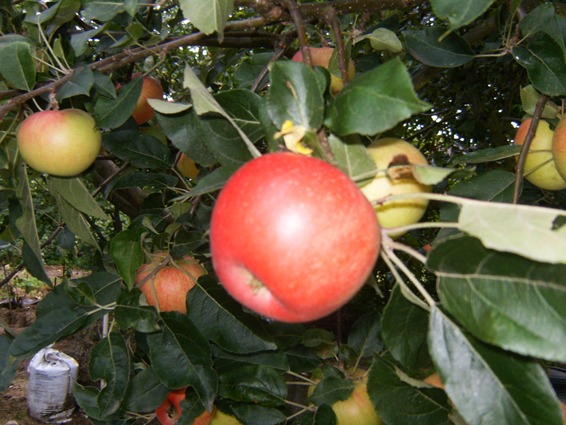 la pomme du paradis...