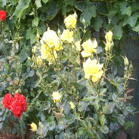 SSL19081.jpg