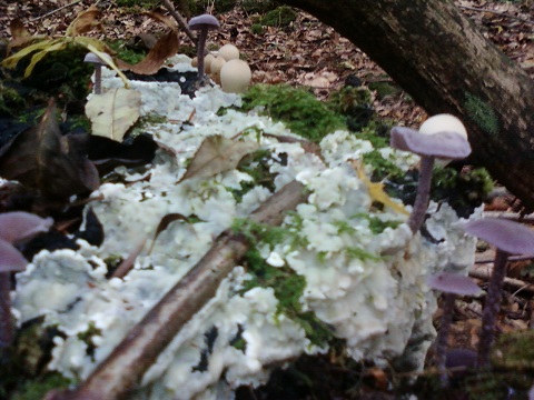 Scéloderme et laccaire et lichen.jpg