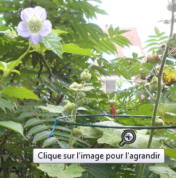 loupe_fonction_plus.png