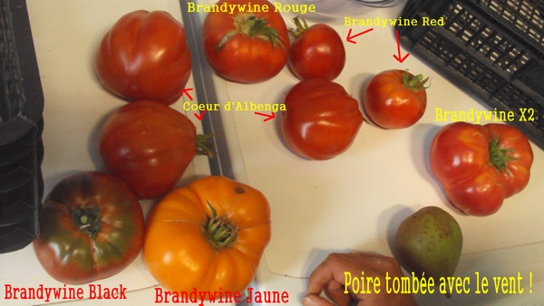recolte_1008_2.JPG