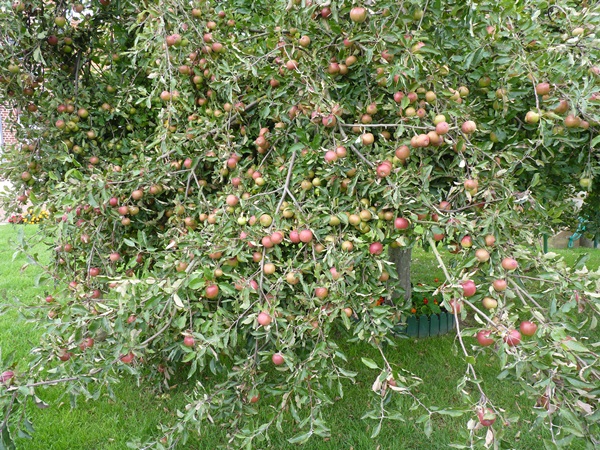 Pommier Melrose
