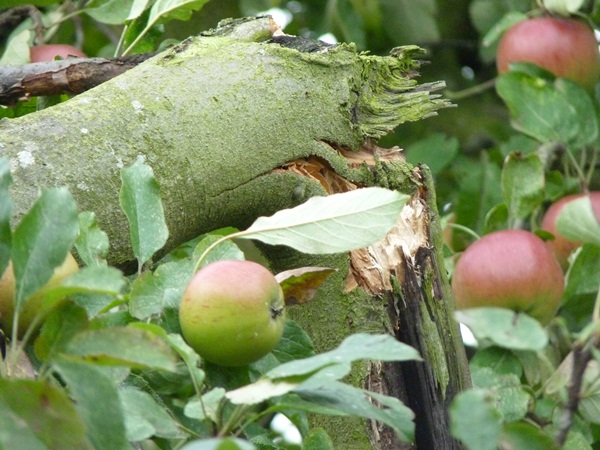 Pommier Melrose
