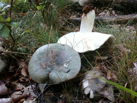Russule Charbonière 09092010.jpg