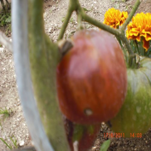 mes tomates 2011 022.jpg