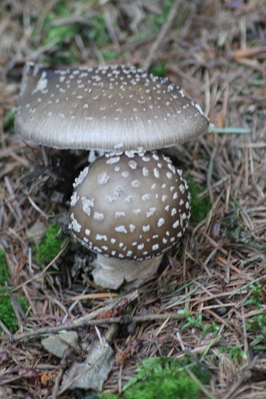 Amanite panthère 2308.JPG