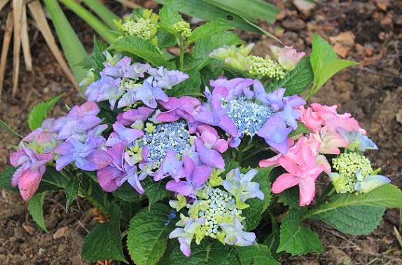 Hydrangea Teller 2708.JPG
