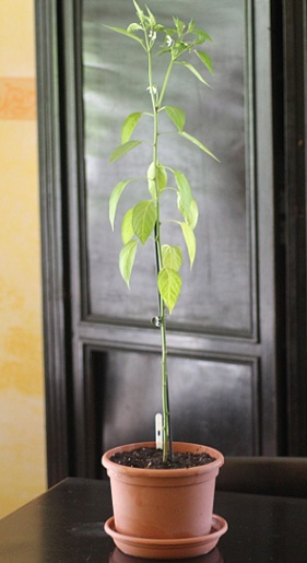 Piment aiguille.JPG