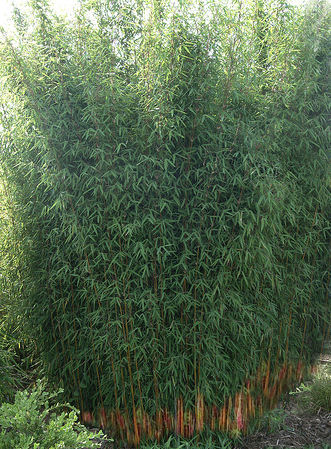 Fargesia jiuzhaigou 'Red Panda'