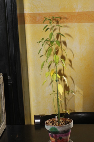 Piment oiseau 2708.JPG