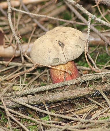 Bolet à beau pied 3008.JPG