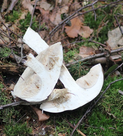 Leccinum scabrum.JPG