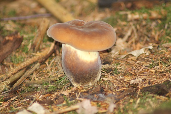 Paxille à pied noir.JPG