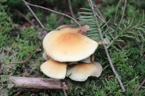 Hypholome en touffe.JPG