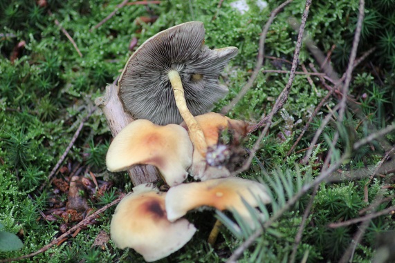 Hypholoma sublateritium.JPG
