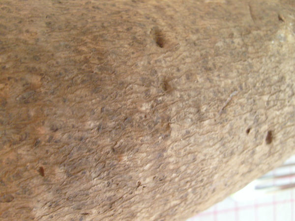 legume_inconnu_01.jpg