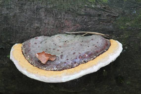 Polyporus marginatus.JPG