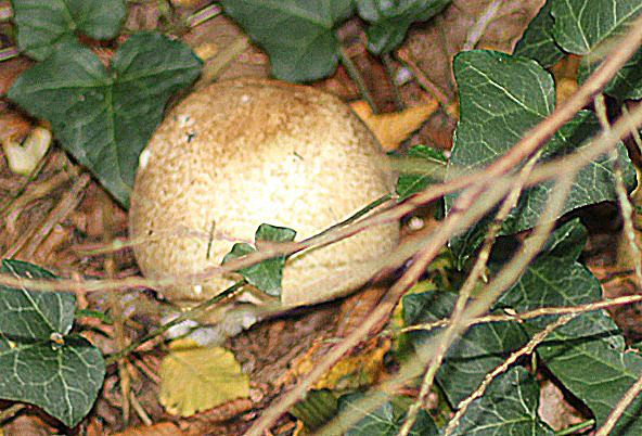 Agaricus augustus 1309.JPG