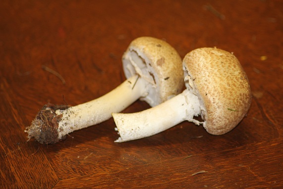 Agaric auguste 1509.JPG