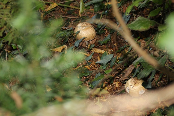 Agarics auguste.JPG