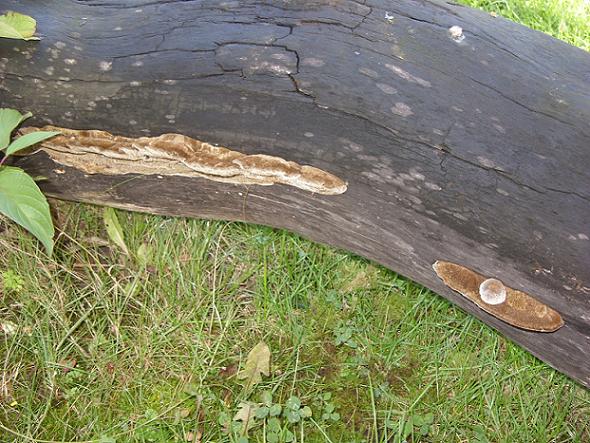 polypore 2.jpg