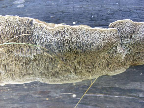 polypore 4.jpg