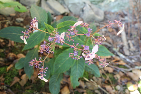 IMG_2036_1.jpg