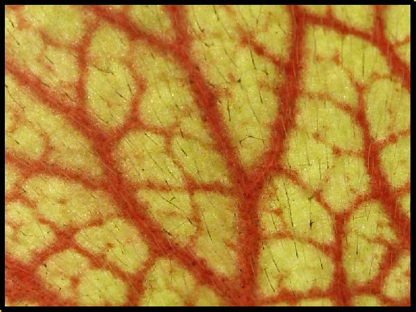 quizz macro 14.jpg