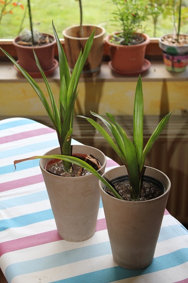 Guzmania 26102011.JPG