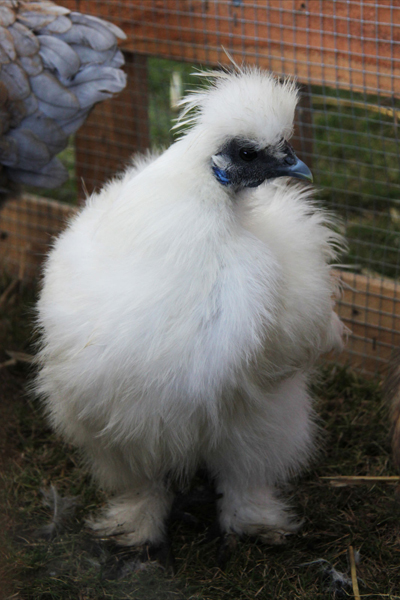 Une poule à Fabienne