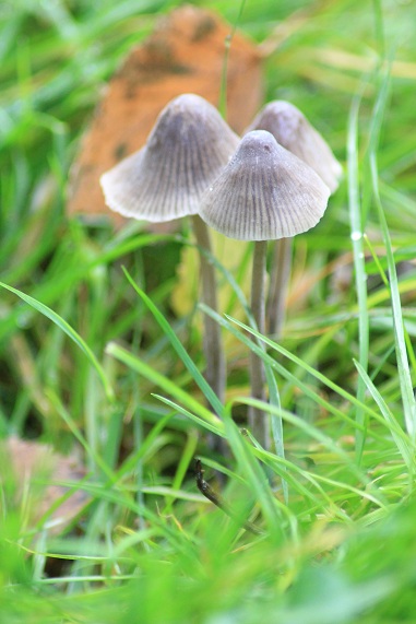 champijardin 061.JPG